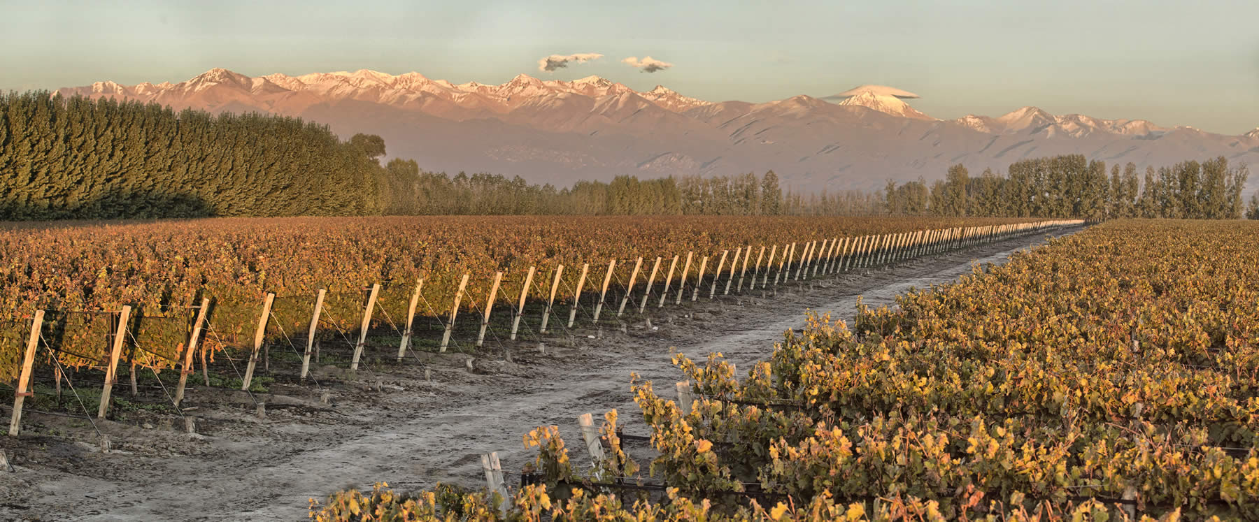 El medio ambiente importa: así es el primer vino orgánico y vegano de una renombrada bodega mendocina