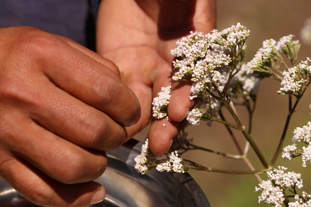 Orgullo mendocino: cómo es el primer vermut orgánico y biodinámico de la Argentina