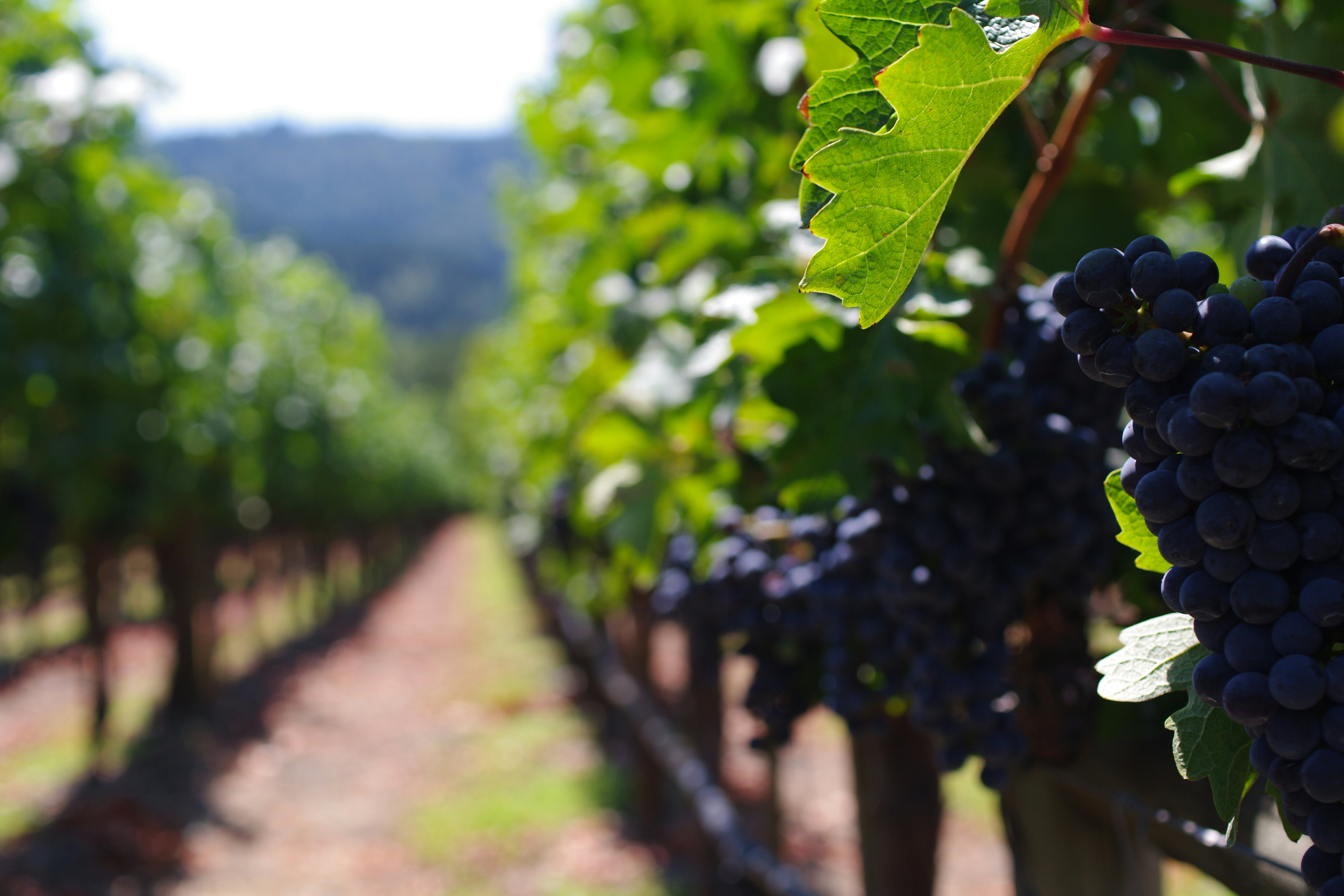 Vinos Naturales: llega el primer Cabernet Sauvignon de una bodega con certificación orgánica