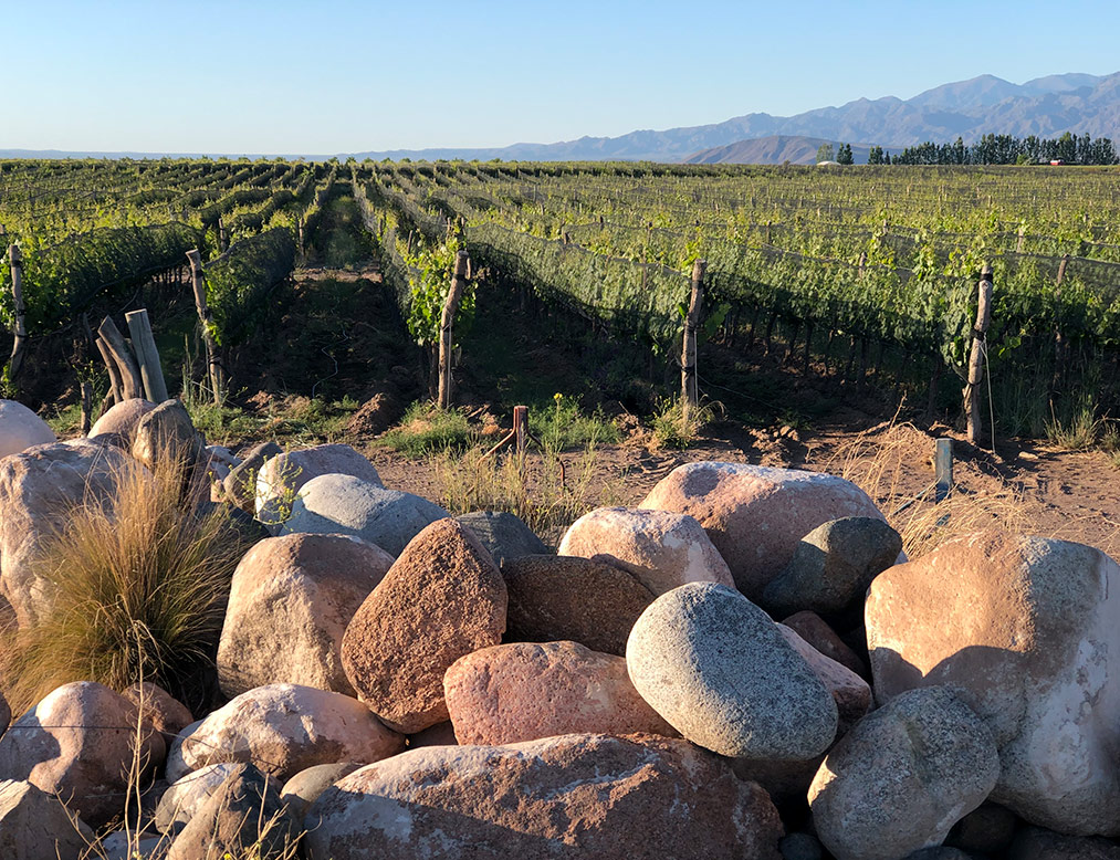 Un vino biodinámico celebra el cierre de la vendimia con raíces en la agricultura regenerativa